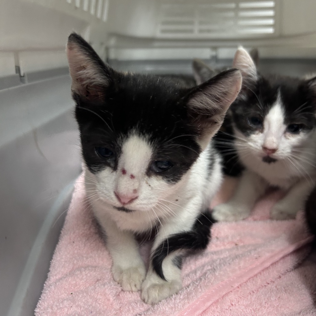 Shelter Stray Unknown Cat last seen , Animal Care & Control Team of Philly, 111 W Hunting Park Ave, Philadelphia, PA 19140, USA
