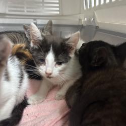Shelter Stray Female Cat last seen , Animal Care & Control Team of Philly, 111 W Hunting Park Ave, Philadelphia, PA 19140, USA