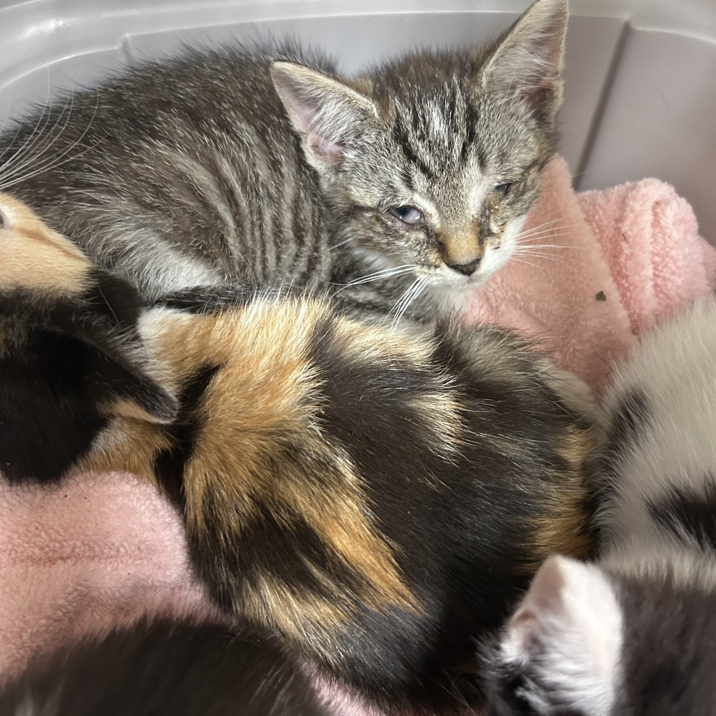 Shelter Stray Unknown Cat last seen , Animal Care & Control Team of Philly, 111 W Hunting Park Ave, Philadelphia, PA 19140, USA