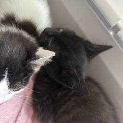 Shelter Stray Male Cat last seen , Animal Care & Control Team of Philly, 111 W Hunting Park Ave, Philadelphia, PA 19140, USA
