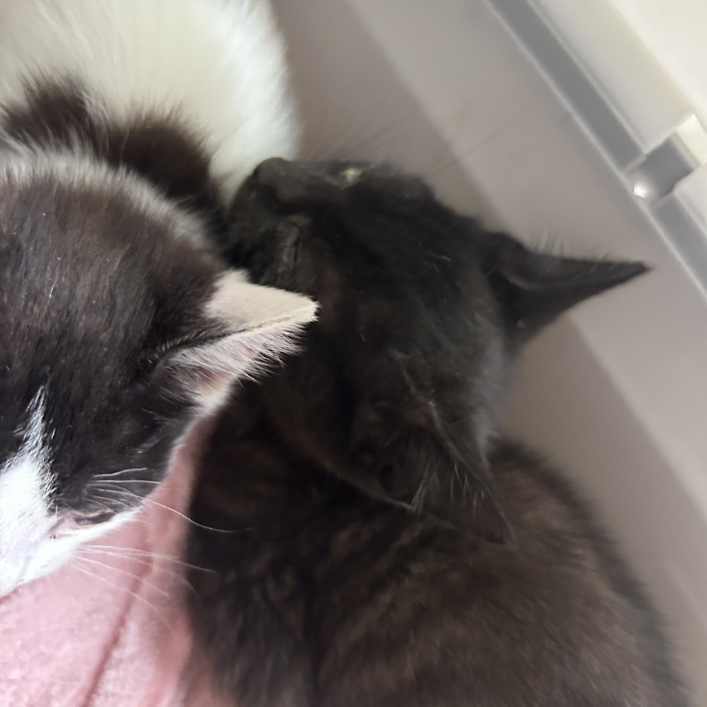 Shelter Stray Male Cat last seen , Animal Care & Control Team of Philly, 111 W Hunting Park Ave, Philadelphia, PA 19140, USA