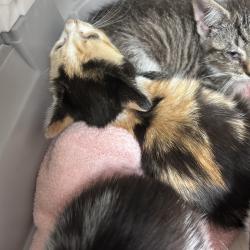 Shelter Stray Female Cat last seen , Animal Care & Control Team of Philly, 111 W Hunting Park Ave, Philadelphia, PA 19140, USA