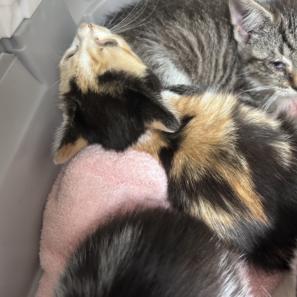 Shelter Stray Female Cat last seen , Animal Care & Control Team of Philly, 111 W Hunting Park Ave, Philadelphia, PA 19140, USA