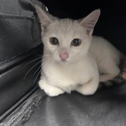Shelter Stray Unknown Cat last seen , Animal Care & Control Team of Philly, 111 W Hunting Park Ave, Philadelphia, PA 19140, USA