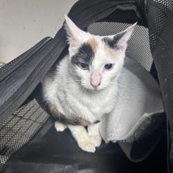 Shelter Stray Unknown Cat last seen , Animal Care & Control Team of Philly, 111 W Hunting Park Ave, Philadelphia, PA 19140, USA