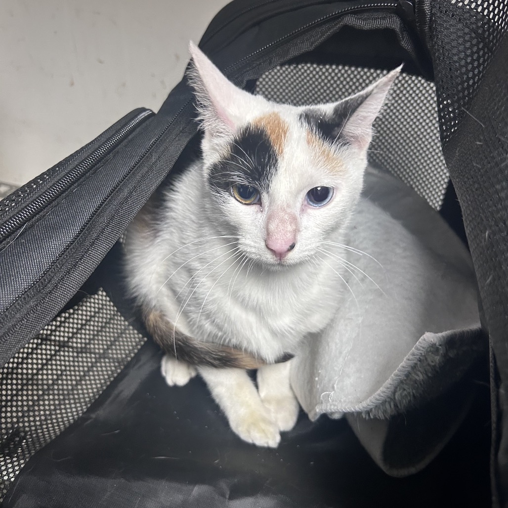 Shelter Stray Unknown Cat last seen , Animal Care & Control Team of Philly, 111 W Hunting Park Ave, Philadelphia, PA 19140, USA