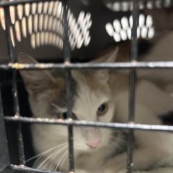 Shelter Stray Unknown Cat last seen , Animal Care & Control Team of Philly, 111 W Hunting Park Ave, Philadelphia, PA 19140, USA