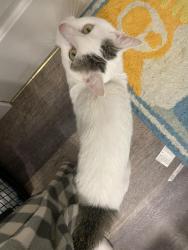 Found/Stray Male Cat last seen 6th Ave SE and 9th St, Minneapolis, MN 55414
