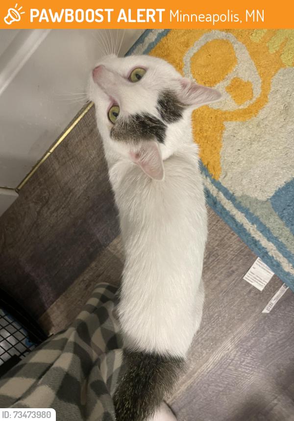 Found/Stray Male Cat last seen 6th Ave SE and 9th St, Minneapolis, MN 55414