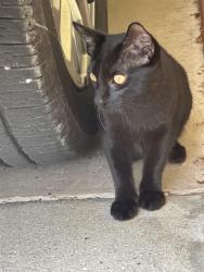 Lost Male Cat last seen 8th Ave drive west and 59th Street, Bradenton, FL 34209