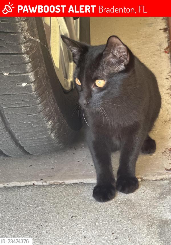 Lost Male Cat last seen 8th Ave drive west and 59th Street, Bradenton, FL 34209