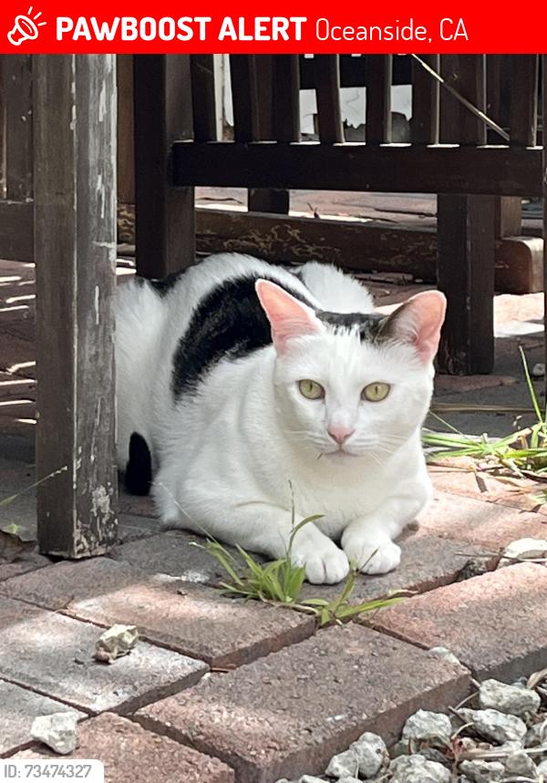 Lost Male Cat last seen Snead drive and Nicklaus, Oceanside, CA 92056