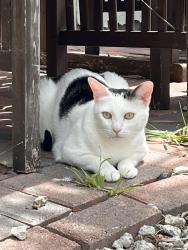 Lost Male Cat last seen Snead drive and Nicklaus, Oceanside, CA 92056