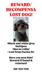 Reunited Male Dog last seen Near Pacina Dr, San Jose, CA 95116, USA, San Jose, CA 95116