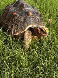 Lost Male Reptile last seen Holland and Grand Meadow, Mansfield, TX 76063