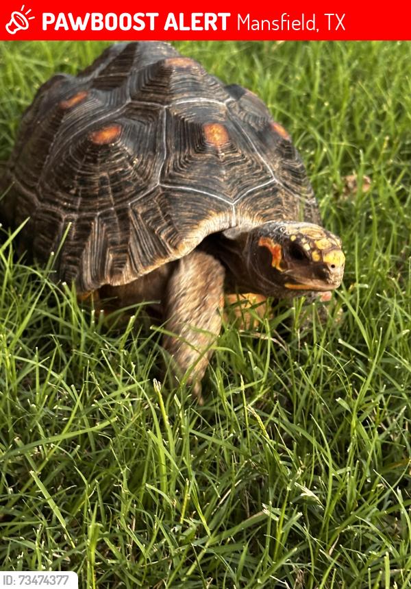 Lost Male Reptile last seen Holland and Grand Meadow, Mansfield, TX 76063