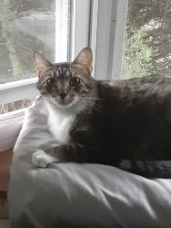 Lost Female Cat last seen Brookline Court and Meadow Spring Dr, Jefferson City, TN 37760