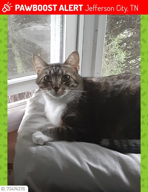 Lost Female Cat last seen Brookline Court and Meadow Spring Dr, Jefferson City, TN 37760