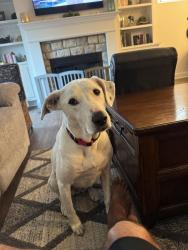 Lost Female Dog last seen E. Linfield Trappe rd and pennapacker rd, Royersford, PA 19468