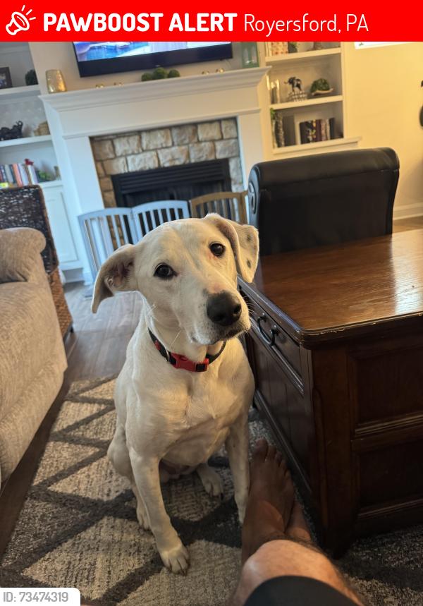 Lost Female Dog last seen E. Linfield Trappe rd and pennapacker rd, Royersford, PA 19468