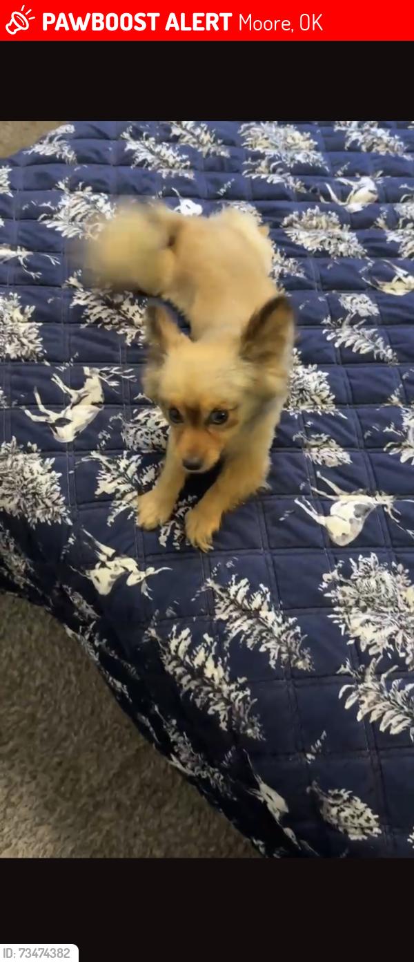 Lost Male Dog last seen Santfe, Moore, OK 73160