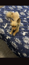 Lost Male Dog last seen Santfe, Moore, OK 73160
