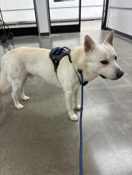 Reunited Male Dog last seen Travis street and McGowan intersection, Houston, TX 77006
