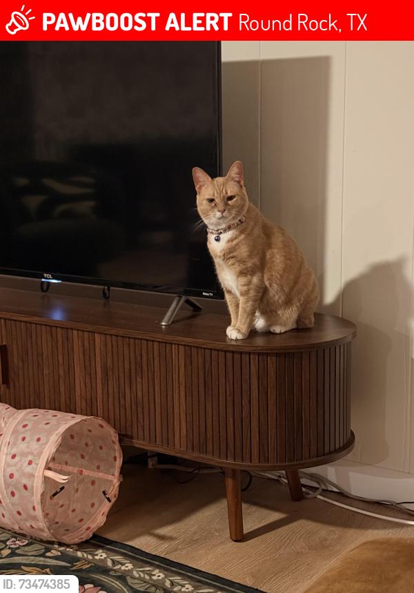 Lost Female Cat last seen Braesgreen street, Round Rock, TX 78664