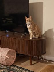 Lost Female Cat last seen Braesgreen street, Round Rock, TX 78664