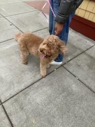 Reunited Female Dog last seen Balboa St, San Francisco, CA 94122