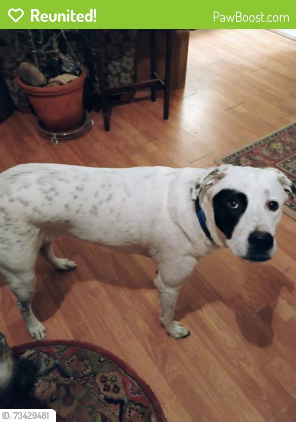 Reunited Male Dog last seen Chapman & regent, Lancaster, TX 75134