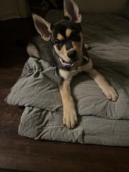 Found/Stray Female Dog last seen Park ave., San Jacinto, CA 92583