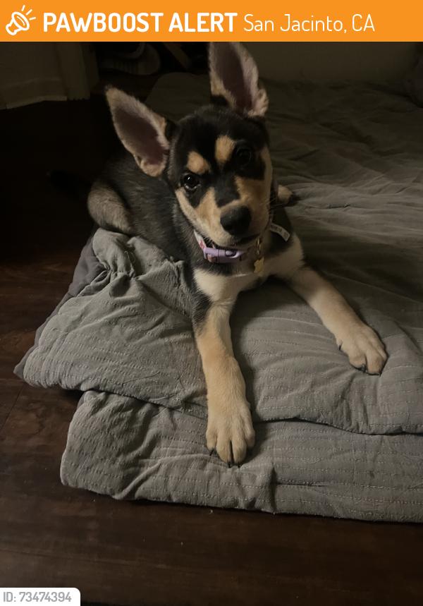 Found/Stray Female Dog last seen Park ave., San Jacinto, CA 92583