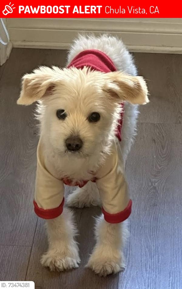 Lost Male Dog last seen Near calle obsidiana, Chula Vista, CA 91913