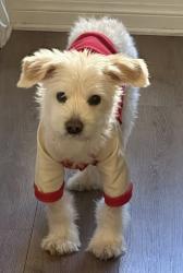Lost Male Dog last seen Near calle obsidiana, Chula Vista, CA 91913