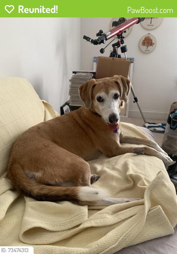 Reunited Female Dog last seen Near John Jones Rd, Bahama, NC 27503, USA, Bahama, NC 27503