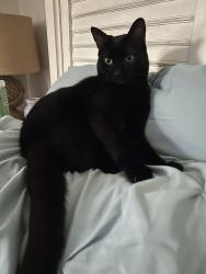 Reunited Female Cat last seen Quarry Dr and Stokes, Fayetteville, NC 28303