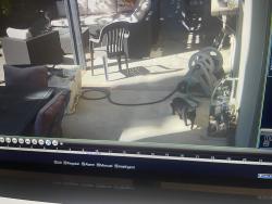 Reunited Unknown Cat last seen La Paz, Mission Viejo, CA 92691