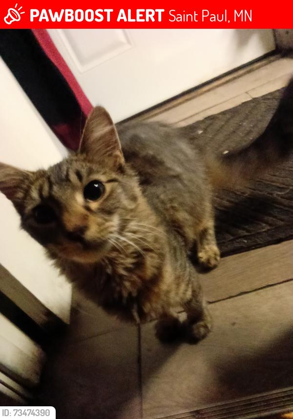 Lost Female Cat last seen Lane place, Maryland,, Saint Paul, MN 55106