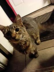Lost Female Cat last seen Lane place, Maryland,, Saint Paul, MN 55106