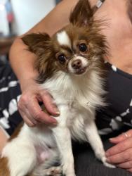 Found/Stray Male Dog last seen Alexander rainbow, Las Vegas, NV 89129