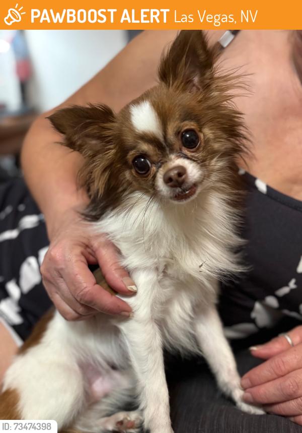 Found/Stray Male Dog last seen Alexander rainbow, Las Vegas, NV 89129