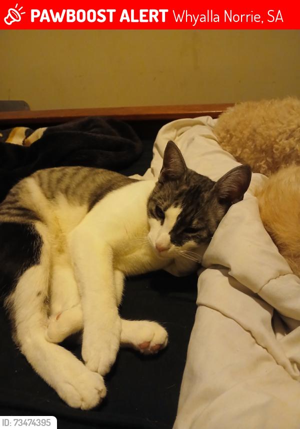 Lost Male Cat last seen Near Hincks avenue, corner of grundle, Whyalla Norrie, SA 5608