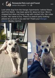 Reunited Female Dog last seen Lost off of Pineforest Rd close to Wawa Gas Station, Pensacola, FL 32534