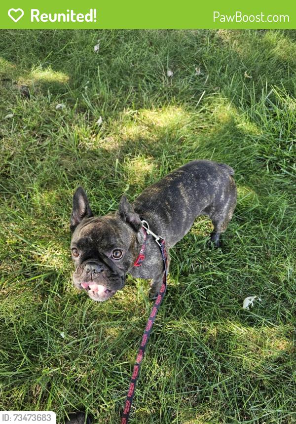 Reunited Female Dog last seen Pinecone and Pinehill, Lewis Center, OH 43035