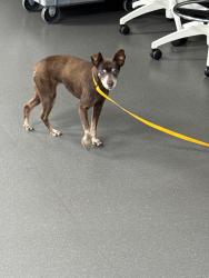Reunited Female Dog last seen Skyline and westborough, San Bruno, CA 94066