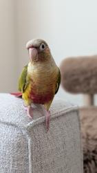 Found/Stray Unknown Bird last seen Amazon St and Athens St near Crocker Amazon Soccer Fields, San Francisco, CA 94112