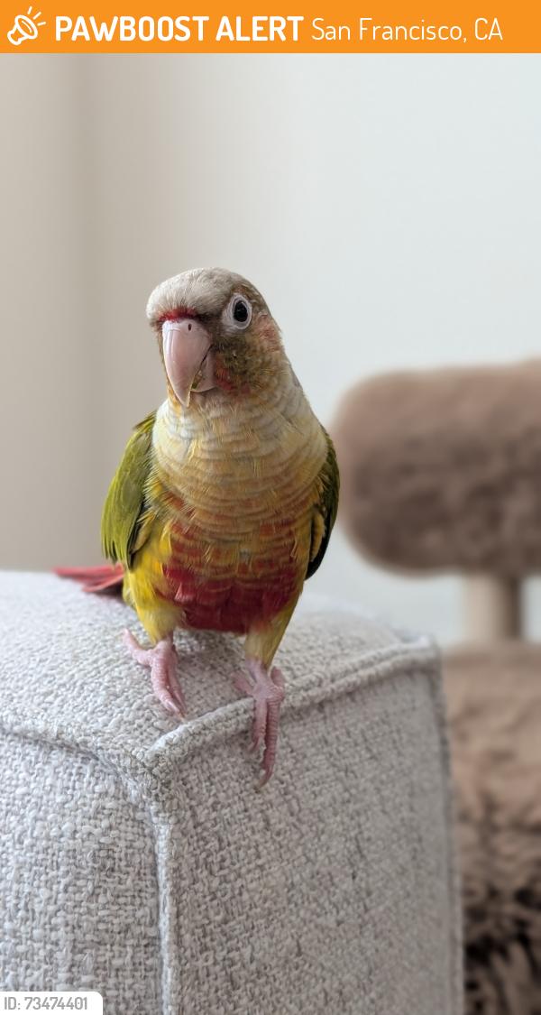 Found/Stray Unknown Bird last seen Amazon St and Athens St near Crocker Amazon Soccer Fields, San Francisco, CA 94112