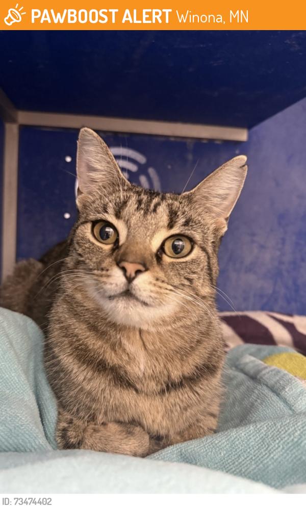 Found/Stray Female Cat last seen Near old homer road, Winona, MN 55987