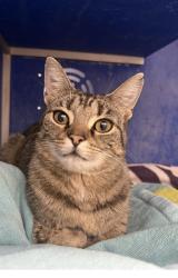 Found/Stray Female Cat last seen Near old homer road, Winona, MN 55987
